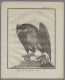 Thematics: Animals-birds: Partie Von 75 Alten Stichen Mit Vogelmotiven In Einem - Autres & Non Classés