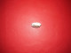 Coquillage De Collection - Conchiglie