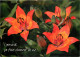 Fleurs - CPM - Voir Scans Recto-Verso - Blumen