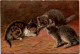 Katze - Cat - Cats