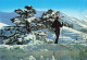 LIBAN LIBAN CEDRES SILHOUETTE D UN MONITEUR DE SKI - Liban
