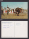 Postcard, Canada, Stampede , Calgary Alberta - Calgary