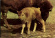 I4969 - Bison Büffel - Planet Verlag DDR - Taureaux