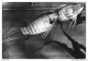 AOAP8-0572-ANIMAUX - Macropode Ou Poisson De Paradis - Fish & Shellfish