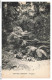 APCP4-0206-COMORE - GRANDE COMORE - Fougères - Komoren