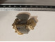 INSIGNE 3Â° RIMA REGIMENT D' INFANTERIE DE MARINE , BAZEILLES ATLAS - Army