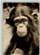 39896221 - Friedrichsfelde - Monkeys