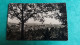CPSM ESCH S ALZETTE LUXEMBOURG VUE GENERALE  ED PAUL KRAUS 1948 - Esch-Alzette