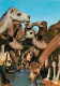 TUNISIE SAHARA Troupeau De Chameaux (scan Recto-verso) KEVREN0164 - Tunisia