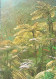 ► Martinique  Forêt Tropicale Fougères Géantes Et Bambous - Altri & Non Classificati
