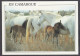 130811/ Juments Camargaises Et Leurs Poulains - Pferde
