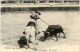 Courses Le Taureux - Corrida