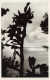 [-30%] MONACO - Jardin Exotique - Effet De Lumière - NOPALEA CARA VIEGO - Cactus - Carte Postale Ancienne - Exotic Garden