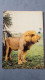 CPSM LION  LOWE FELIS LEO LEEUW - Leeuwen