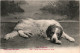 Chien Des Pyrénées Au Repos - Midi-Pyrénées