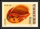 91821b Viet Nam (Vietnam) Du Nord N°668/671 Mi 610/613 Coquillages Shells Shell 1970 Non Dentelé Imperf - Coneshells