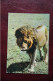 ANIMAUX : LION - Leeuwen