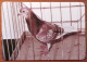 PORTUGAL - 1986/1987 - Collection Of 6 Advertising Pocket Calendars - "Carrier Pigeons" - 10 X 7 Cm - Formato Piccolo : 1981-90