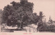 CORBIGNY . Tilleul - Corbigny