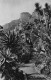98 MONACO LE JARDIN EXOTIQUE - Monte-Carlo
