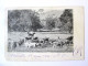 Rare! New Caledonia:Noumea-Cowboy With Herd Of Cows 1903 Mailed Postcard,see Pictures - Neukaledonien