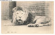 CD-BFP1-1161-ANIMAUX - Lion - Leeuwen