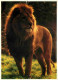 Animaux - Fauves - Lion - CPM - Voir Scans Recto-Verso - Leeuwen