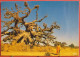 Mali - Baobab - Excellent état - Mali