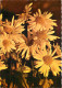 Fleurs - CPM - Voir Scans Recto-Verso - Blumen