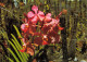 CPSM FLEURS DE LA REUNION - ORCHIDEE - Blumen
