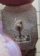 Pin511c     MARQUE GODDYN SEMENCES - Marques