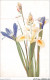 AITP7-FLEUR-0635 - Iris - Blumen