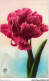 AJGP5-0440 - FLEUR - OEILLET - Blumen