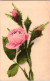 Carte     - Fleurs , Roses      AG886 - Blumen