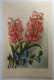 FLEURS - Hyancinthes - Blumen
