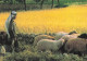 ISRAEL BETHLEHEM SHEPHERD S FIELD - Israel