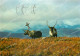 CPM Reindeer Norway - Norwegen