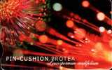 RSA Pin Cushion Protea Tgar - Flores