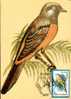 Carte Maximum With Bird Of Prey 1992 Romania. - Sparrows