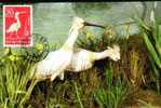 Carte Maximum With Bird Raptors 1982 Romania Rare!!. - Cygnes