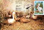 Romania  Carte Maximum With Bird WWF . - Andere & Zonder Classificatie