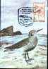 Carte Maximum With Bird Raptors 1993. - Cigognes & échassiers