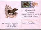 Russia 1978 Enteire Postal With Postmark Hunt. - Animalez De Caza