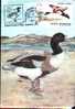 Carte Maximum With Bird Raptors 1993. - Storchenvögel