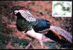 China Nice Carte Maximum With Bird Pheasant. - Hühnervögel & Fasanen