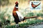 Sverige Nice Carte Maximum With Bird Pheasant 1997. - Gallinaceans & Pheasants