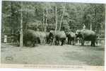 Exposition Coloniale - Les Elephants De L´Inde - Éléphants