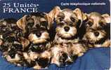 FRANCE PREPAID NEUVE BEBES CHIENS 25 U TIRAGE LIMITE RARE - Dogs