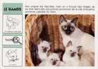 CHAT- LE SIAMOIS - Animales