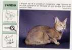 CHAT- L'ABYSSIN - Animaux